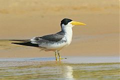 Large-billed Tern